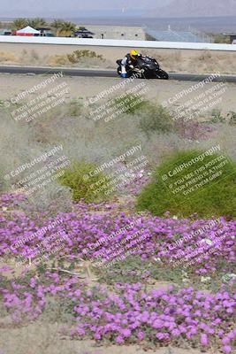 media/Feb-04-2023-SoCal Trackdays (Sat) [[8a776bf2c3]]/Turn 15 Inside Blooming (1050am)/